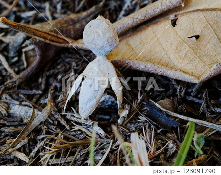 小さな小人 ヒメツチグリ科ヒメツチグリ 123091790