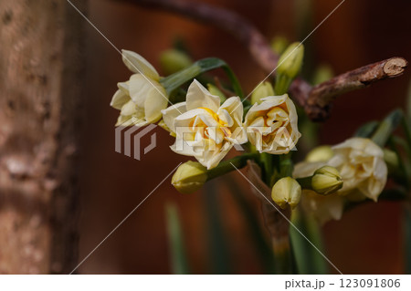 咲き始めた庭のスイセン01 123091806