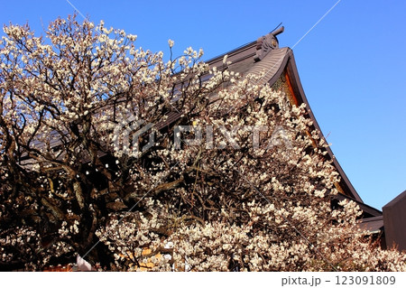 福蔵院の本堂と2月になって見頃を迎えた白梅（2） 123091809