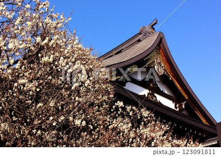 福蔵院の本堂と2月になって見頃を迎えた白梅(4) 福蔵院の本堂と2月になって見頃を迎えた白梅(4) 123091811