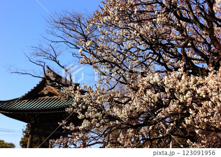 2月の青空の中で見頃となった福蔵院の白梅と鐘楼堂 2月の青空の中で見頃となった福蔵院の白梅と鐘楼堂 123091956