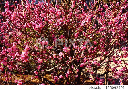 見頃を迎えた福蔵院ルンビニー庭園の紅梅（1） 123092401