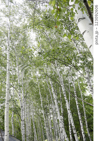 白樺のある風景 123092606