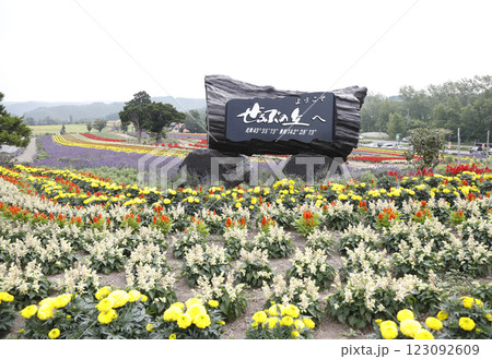 チューリップのある風景 123092609