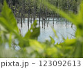 霧が立ち枯れた新緑の木々と水面に映る青い池 123092613