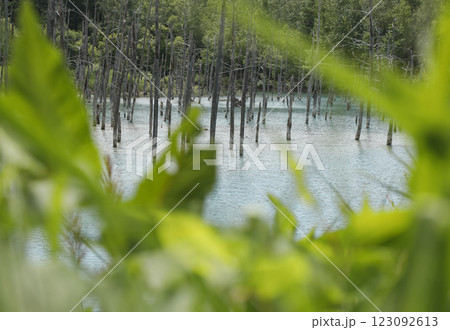 霧が立ち枯れた新緑の木々と水面に映る青い池 霧が立ち枯れた新緑の木々と水面に映る青い池 123092613