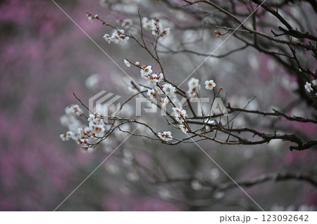 白梅 白梅 123092642