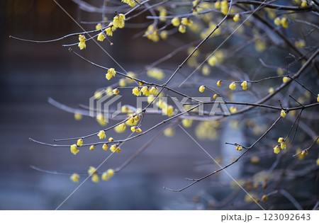 古寺のろう梅 123092643