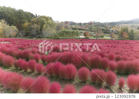 コキアの丘 123092876