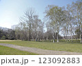 大きな木のある公園 123092883