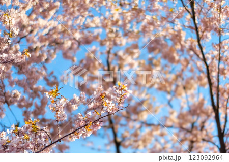 桜のある風景 123092964
