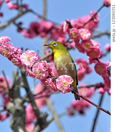 満開の紅梅にメジロ （ 春イメージ ）（ ほのぼのイメージ ） 123093351