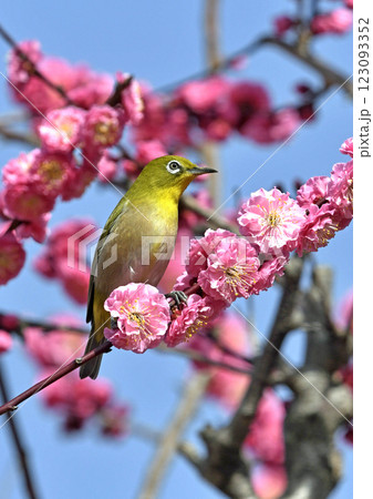 満開の紅梅にメジロ （ 春イメージ ）（ ほのぼのイメージ ） 123093352