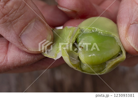 そら豆から豆板醤を作る工程 123093381