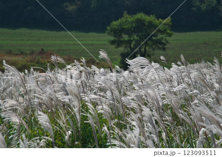 そよ風にゆらぐススキの穂(三瓶西の原:大田市) そよ風にゆらぐススキの穂(三瓶西の原:大田市) 123093511
