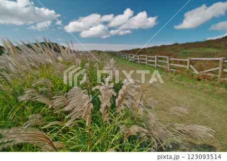 すすきのある風景(三瓶山西の原:大田市) すすきのある風景(三瓶山西の原:大田市) 123093514
