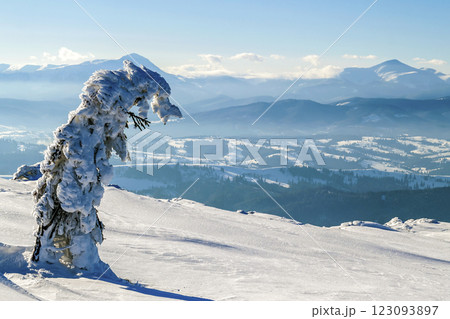 Snow covered bent little pine tree in winter mountains. Arctic landscape. Colorful outdoor scene, Happy New Year celebration concept. Artistic style post processed photo. 123093897