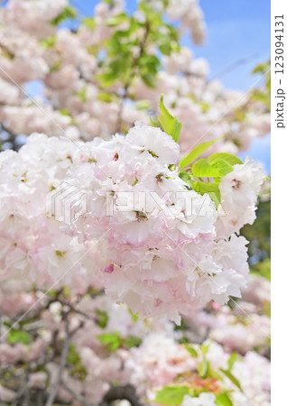 樹木：八重桜　群馬県高崎市 123094131