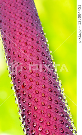 Macro Water Droplets on Exotic Flower Spadix for Nature and Botanical Themes Macro Water Droplets on Exotic Flower Spadix for Nature and Botanical Themes 123094453