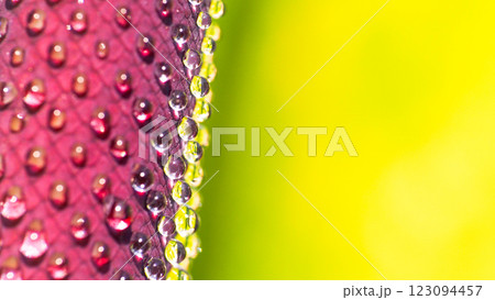Close-up of a textured purple plant surface with water droplets along its edge, reflecting light, against a vibrant yellow-green blurred background. Close-up of a textured purple plant surface with water droplets along its edge, reflecting light, against a vibrant yellow-green blurred background. 123094457
