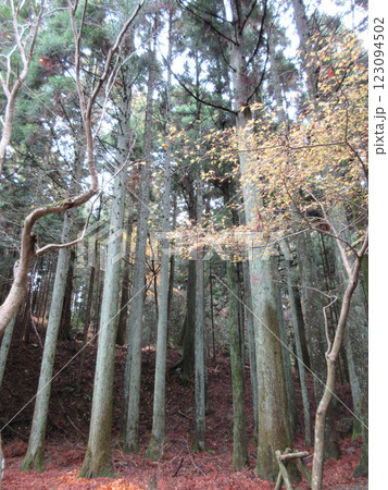 比叡山の樹木 123094502