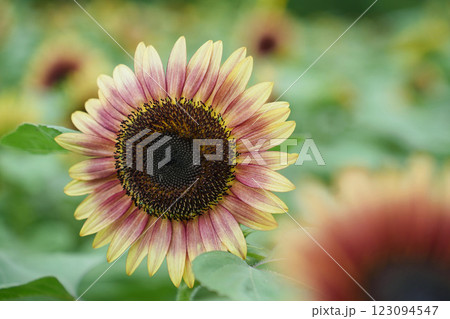 真夏のヒマワリ 123094547