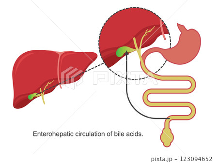 Enterohepatic Circulation of Bile . Enterohepatic Circulation of Bile . 123094652