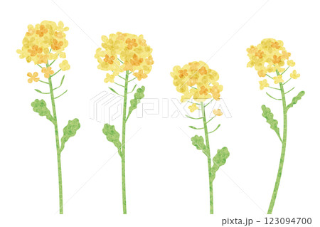 菜の花の水彩風ベクターイラスト 123094700