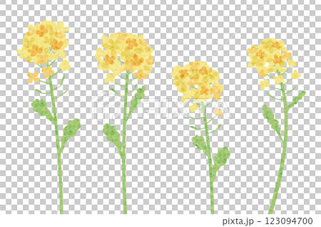 菜の花の水彩風ベクターイラスト 123094700