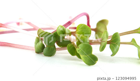 Close-up reveals the delicate beauty of radish microgreens with vibrant green leaves. 123094995