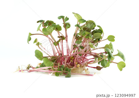Fresh Radish Microgreens Displayed on White Background 123094997
