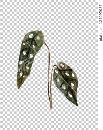Begonia tropical leaves watercolor hand drawn set greenery. Clipart for wedding invitations, save the date cards, birthday cards, stickers. 123095087
