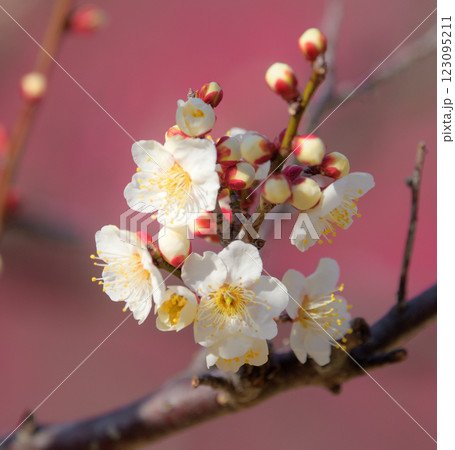 知多市旭公園の梅 知多市旭公園の梅 123095211