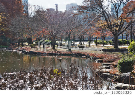 大阪市の淀川河川公園の自然豊かな秋の情景 大阪市の淀川河川公園の自然豊かな秋の情景 123095320