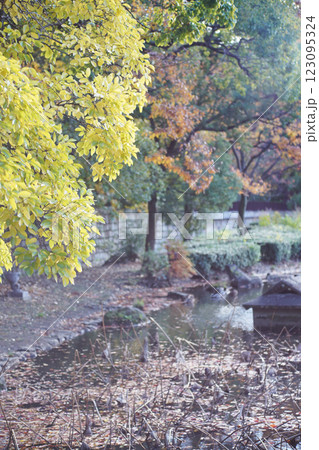 大阪市の淀川河川公園の自然豊かな秋の情景 123095324
