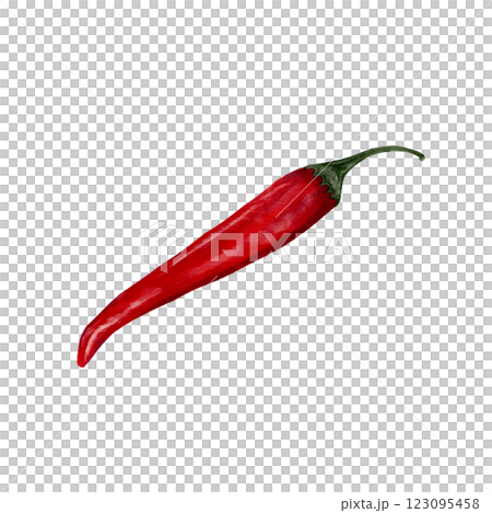 Red hot pepper. Chile. Spices for food and drinks. Watercolor illustration isolated from background. long vegetable. red flesh and green stalk. Traditional seasoning.  123095458