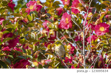 赤い山茶花の中にメジロが一羽 123095634