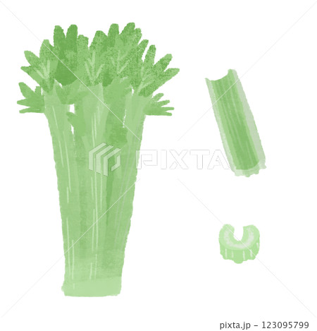 セロリの様々な切り方の手描きカラーイラストセット セロリの様々な切り方の手描きカラーイラストセット 123095799