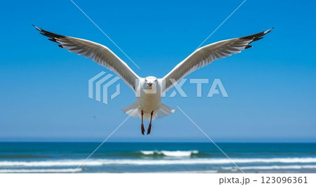 カモメ 123096361