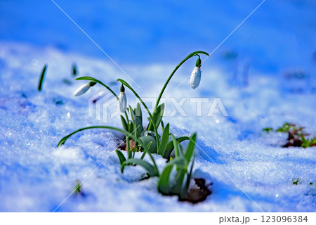 雪の中のスノードロップ 123096384