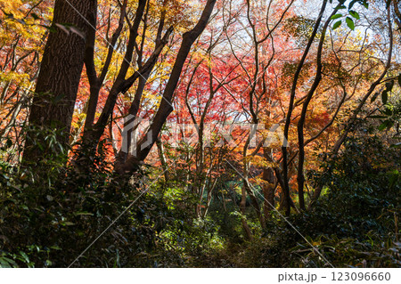 鎌倉 紅葉した獅子舞の谷 鎌倉 紅葉した獅子舞の谷 123096660