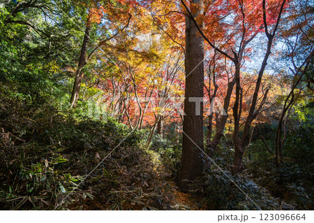 鎌倉　紅葉した秋の獅子舞の谷 123096664