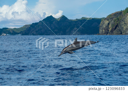 ジャンプするハシナガイルカ 小笠原 東京都 ジャンプするハシナガイルカ 小笠原 東京都 123096833