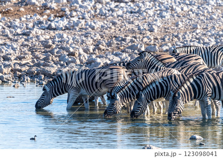 Zebras in Etosha Zebras in Etosha 123098041