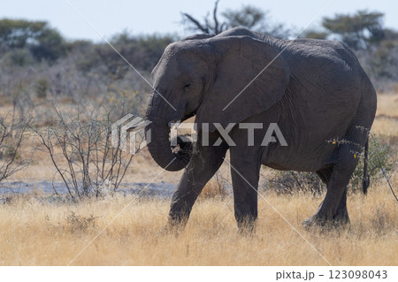 An African Elephant grazing in Etosha An African Elephant grazing in Etosha 123098043
