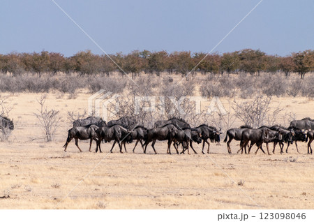 A Herd of blue wildebeest in Etosha 123098046