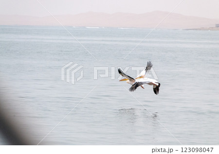 Pelican in Walvis Bay Pelican in Walvis Bay 123098047
