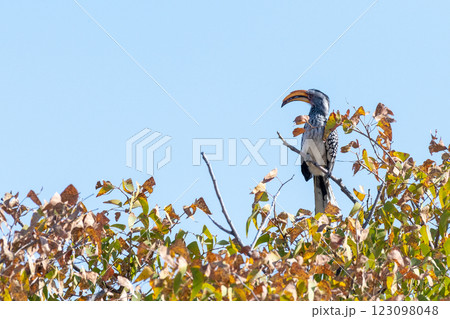 Southern Yellow-billed Hornbill in a tree 123098048