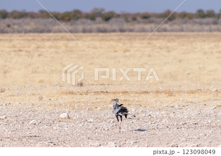 Secretary bird in Etosha Secretary bird in Etosha 123098049