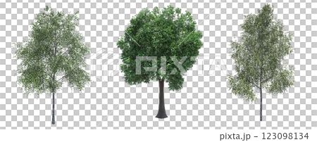 deciduous tree, isolate on a transparent background, 3d illustration 123098134